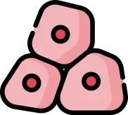 성장인자 방출을 통한 인대 및 힘줄 세포 증식 촉진 안내