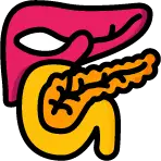 지방간, 간암 및 췌장 질환 진단을 위한 상복부 초음파 영상