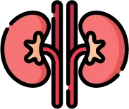 신장 결석 및 신장암 조기 진단을 위한 고해상도 신장 초음파 영상