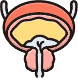 전립선 비대증 및 전립선암 선별을 위한 남성 전립선·방광 초음파 영상