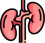 고혈압으로 인해 딱딱해진 신장 혈관과 기능 저하 과정 안내