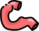 십이지장 점막의 미란성 염증 및 복통 유발 기전 안내