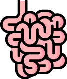 소화된 음식물을 대장으로 이동시키는 소장의 연동 운동 과정 안내