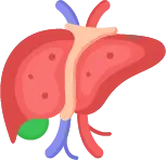 독소 해독 및 영양소 저장을 담당하는 인체의 화학공장 간의 기능 안내