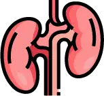 신장 사구체 혈관 손상으로 인한 고혈압성 신부전증 안내