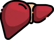 간 기능 저하 및 알부민 부족으로 인해 배에 물이 차는 복수 증상 안내