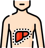 간 해독 및 장기 기능 회복 효과 이미지